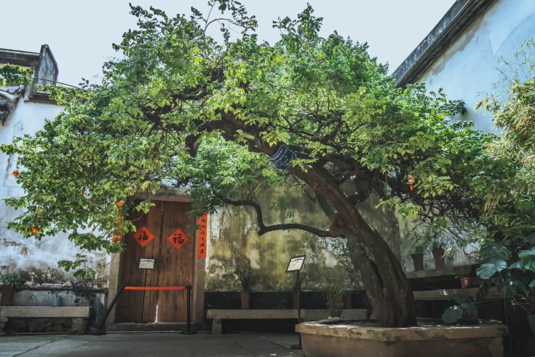 今天！解锁福州古厝的专属“树历”